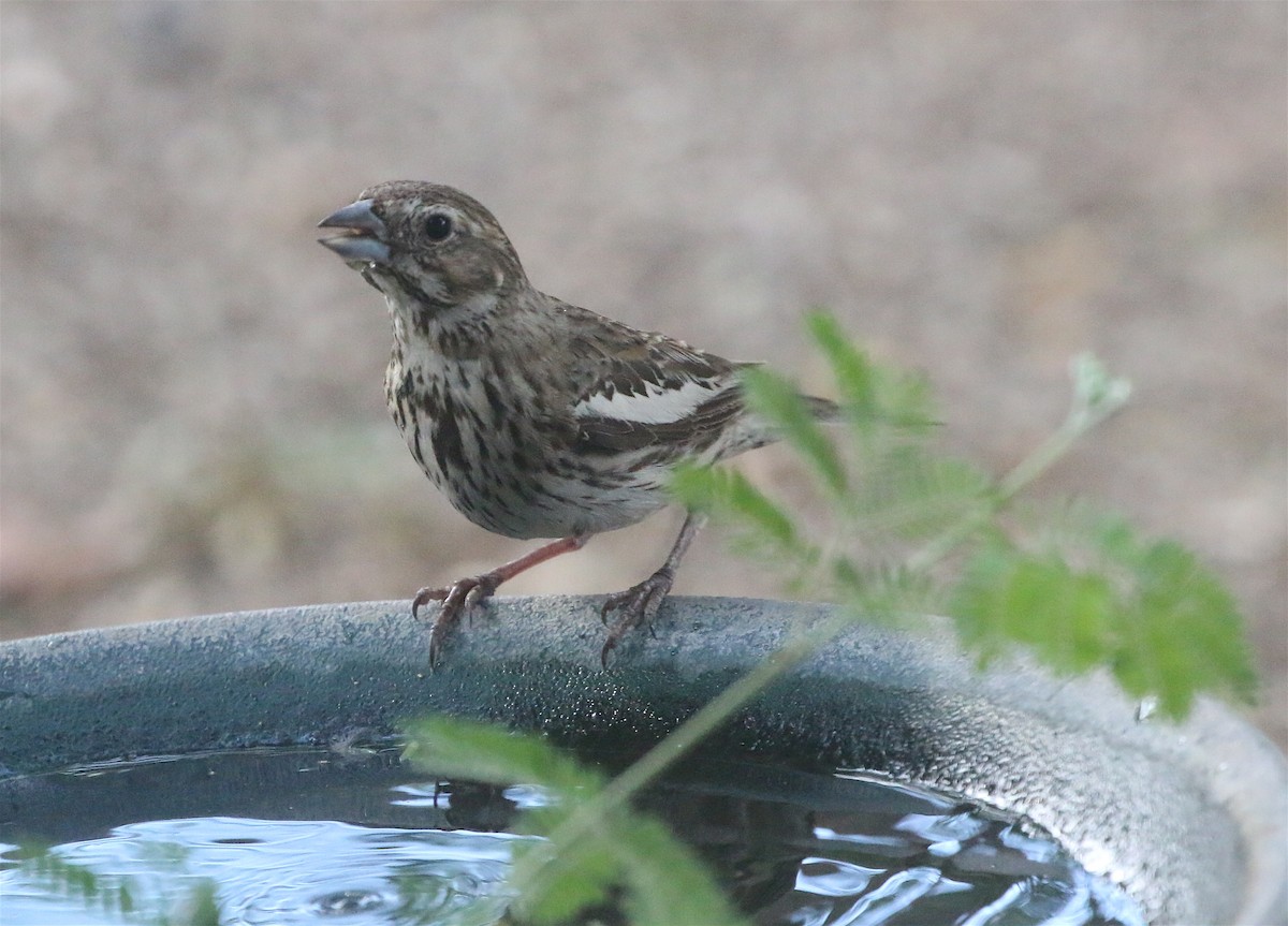 Lark Bunting - David Stejskal