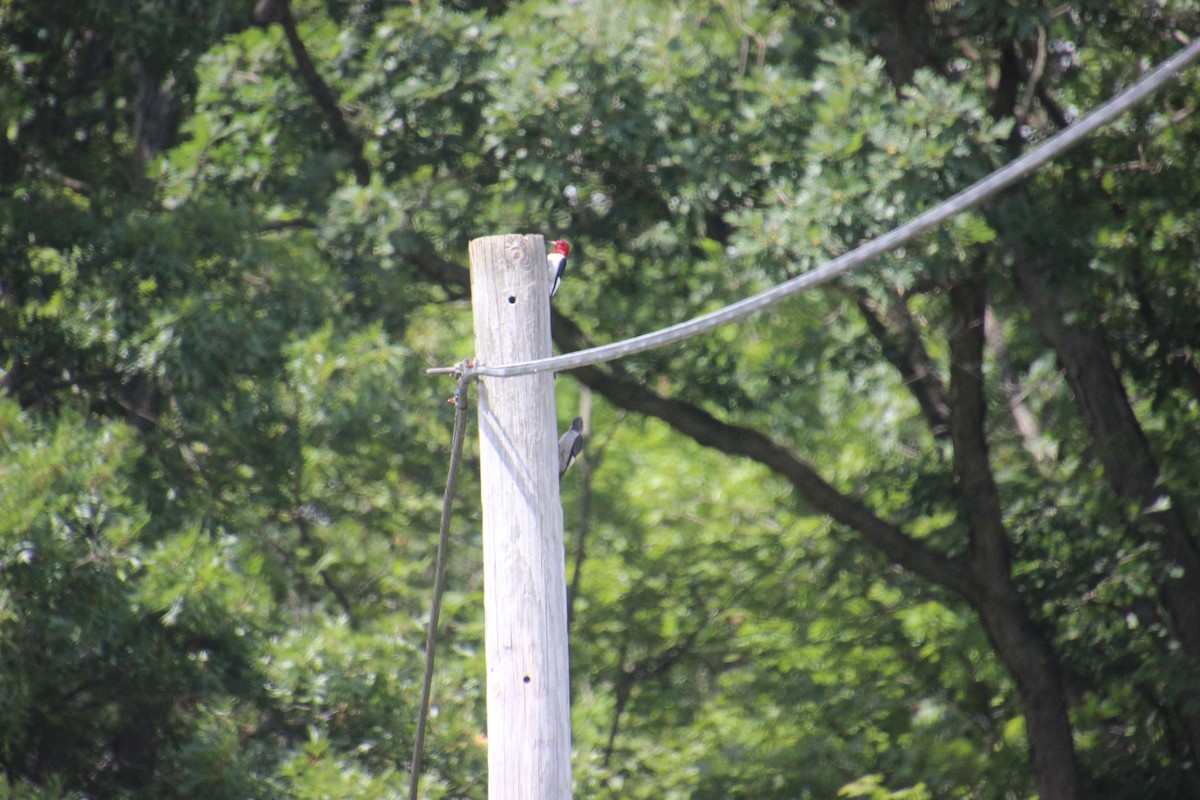 Red-headed Woodpecker - ML478106361