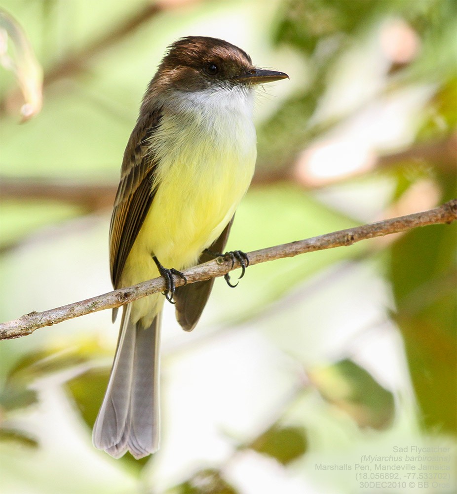 Sad Flycatcher - ML478106661