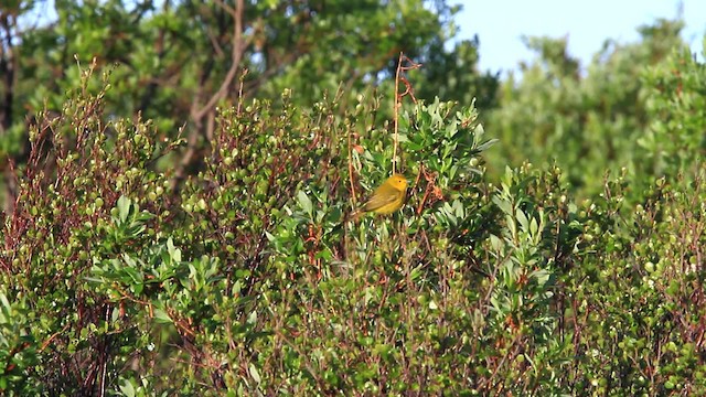 Northern Yellow Warbler - ML478107