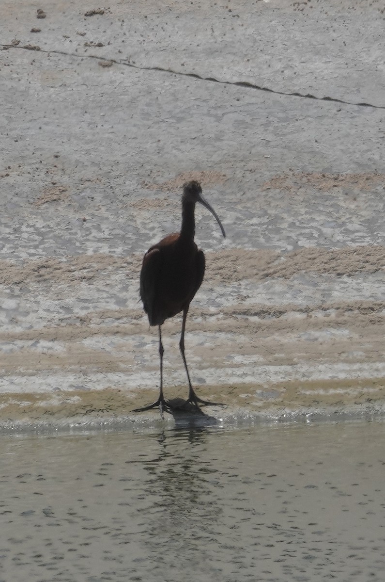 White-faced Ibis - ML478108431