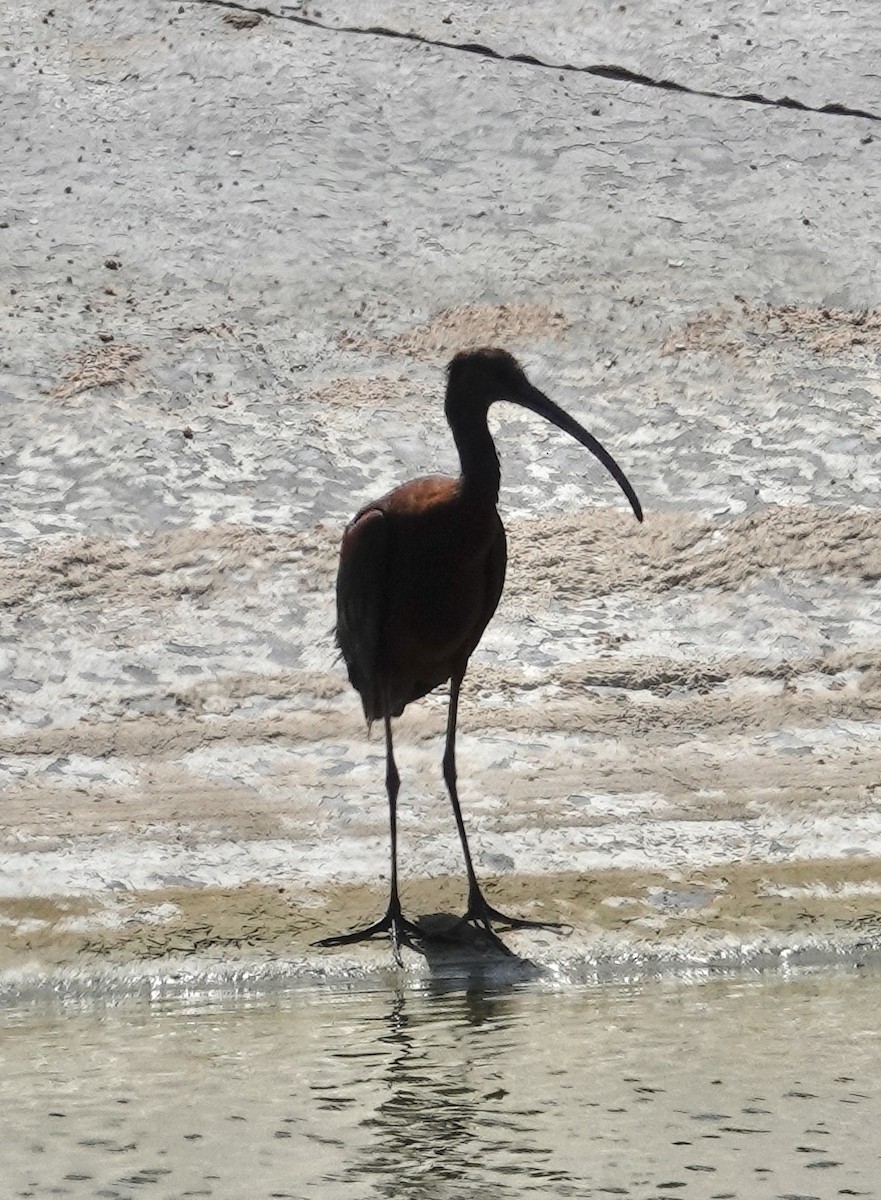 White-faced Ibis - ML478108441