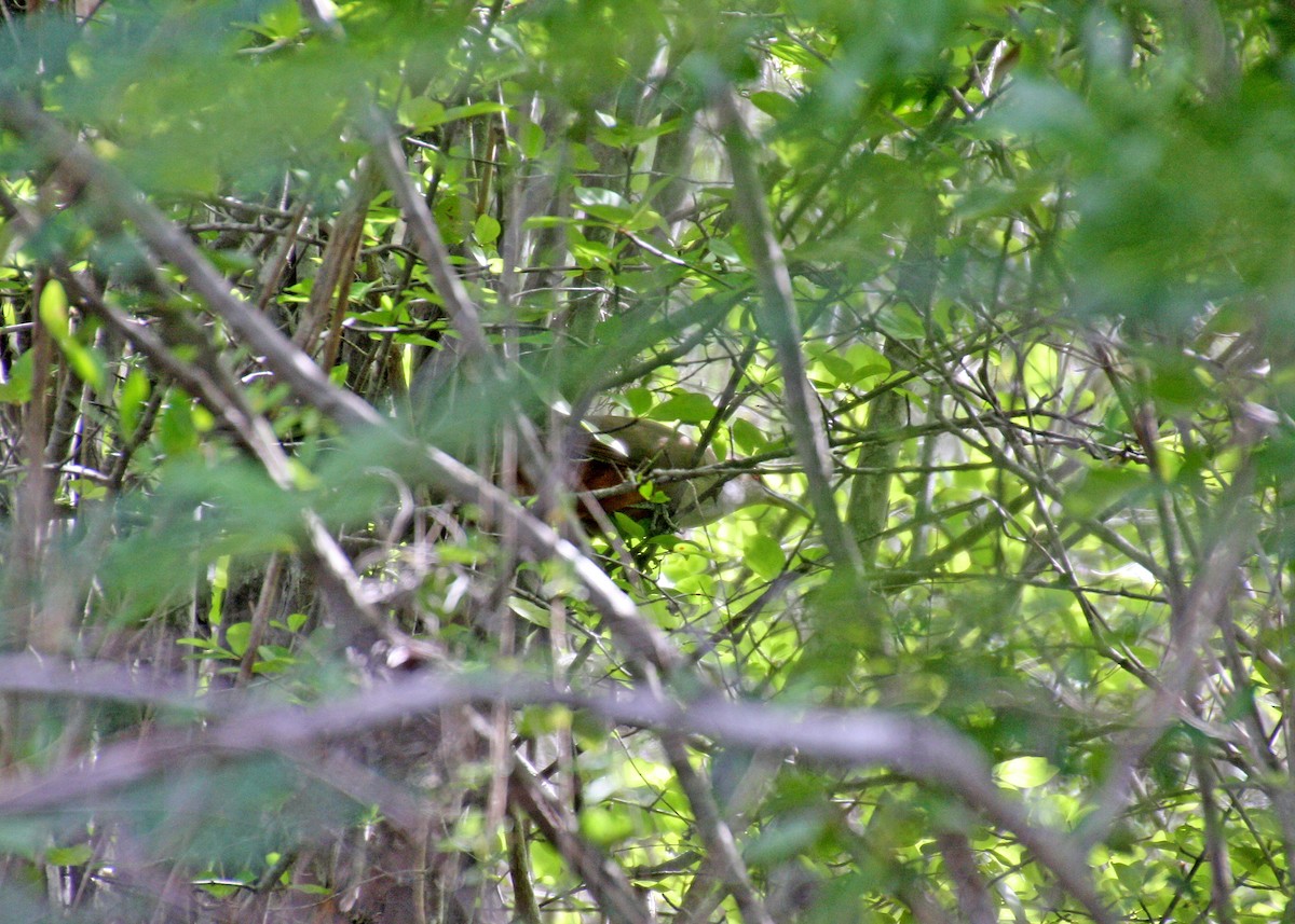 Puerto Rican Lizard-Cuckoo - ML478108961