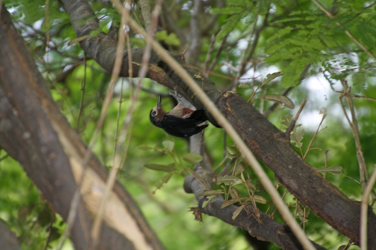 Puerto Rican Woodpecker - ML478109051