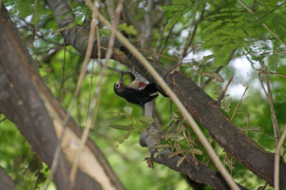 Puerto-Rico-Specht - ML478109051