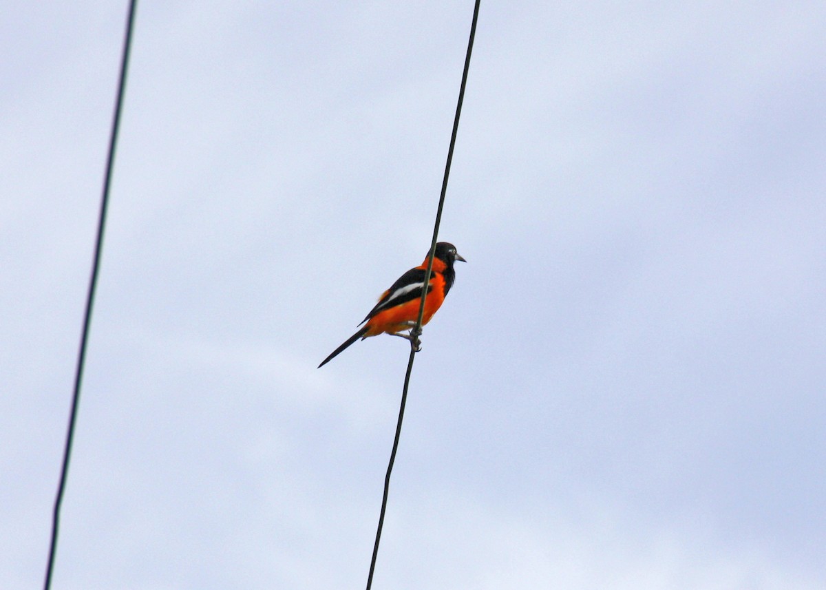 Venezuelan Troupial - ML478109871