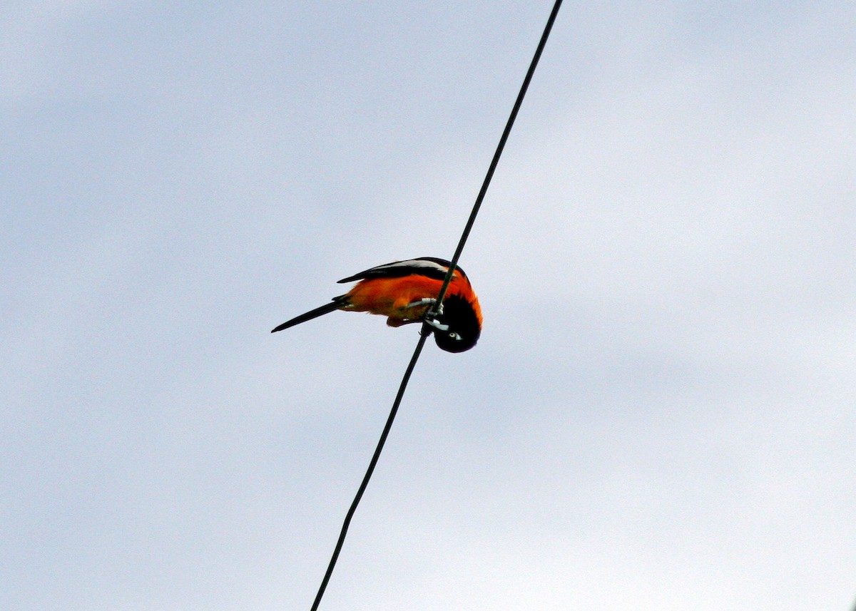 Venezuelan Troupial - ML478109881