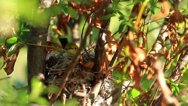 Yellow Warbler (Northern) - ML478110