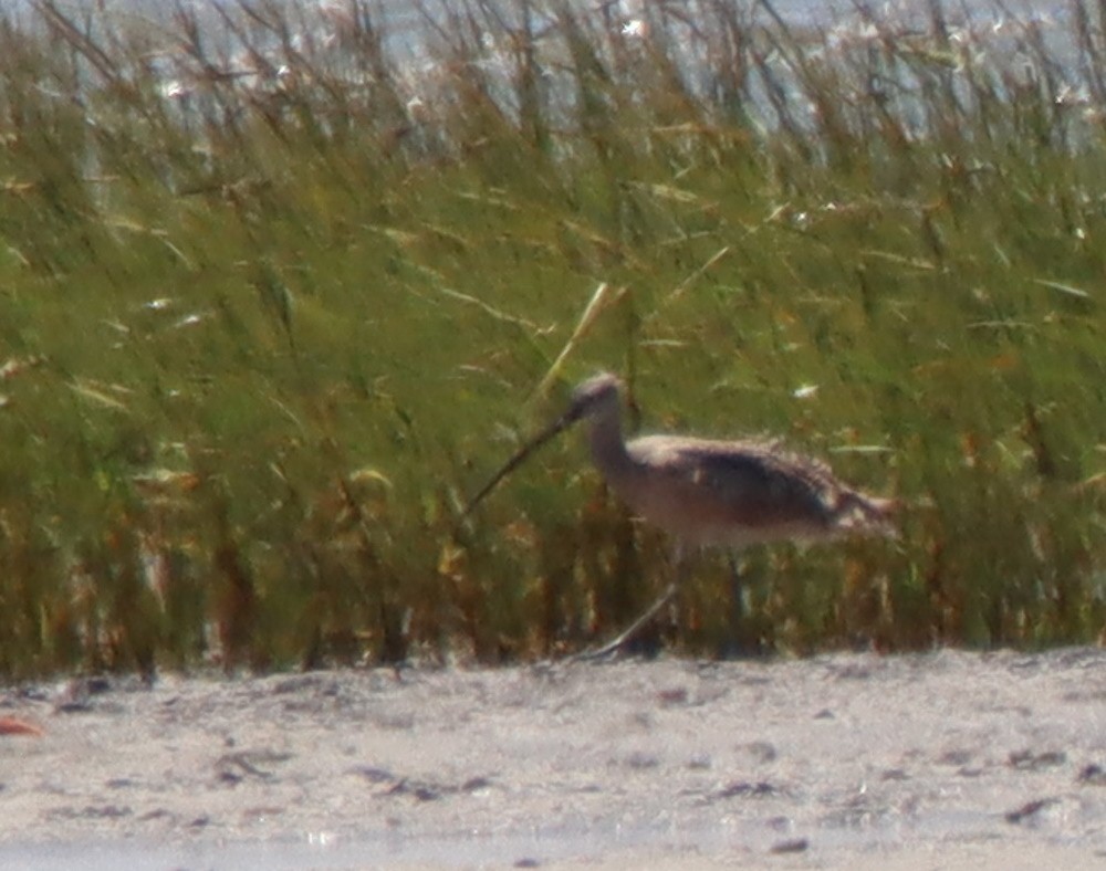 Long-billed Curlew - ML478110001