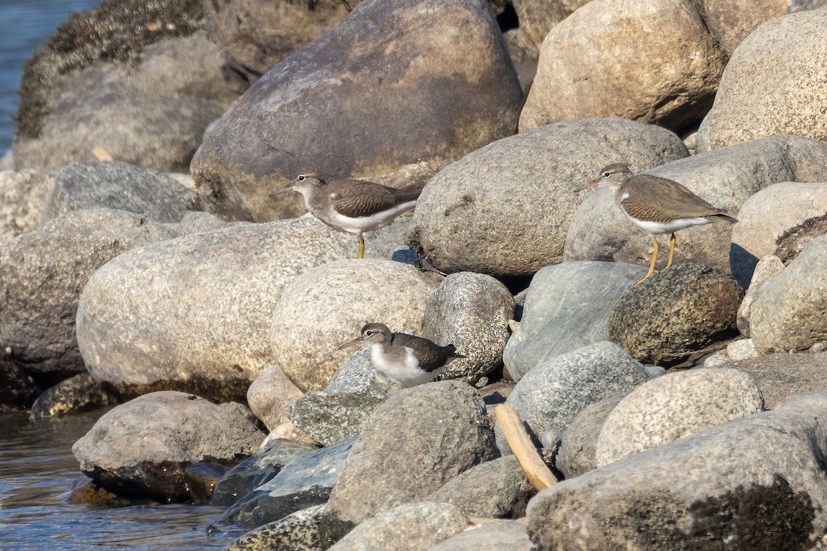 Spotted Sandpiper - ML478110461