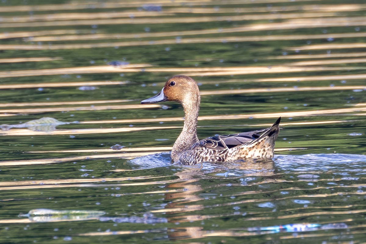 Northern Pintail - ML478110501