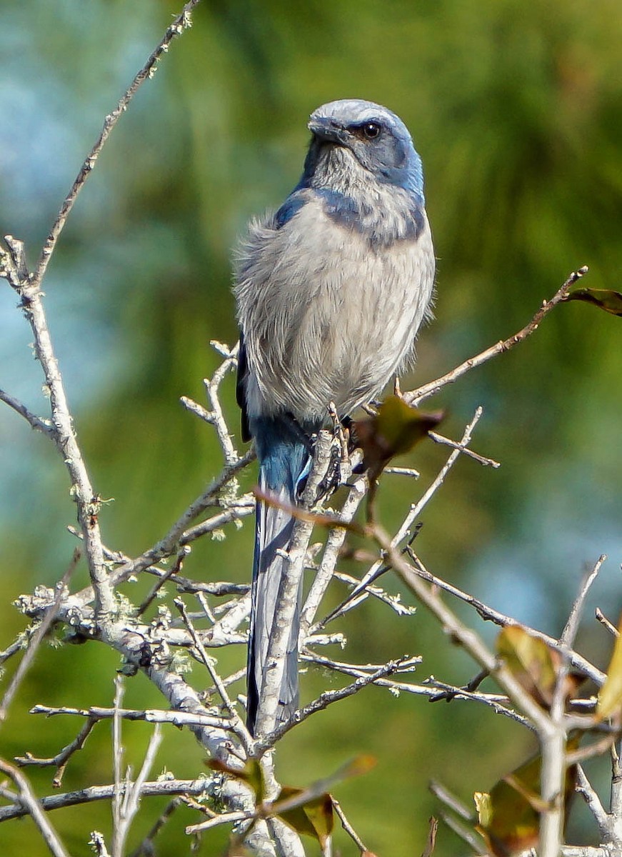 Florida Scrub-Jay - ML47811051