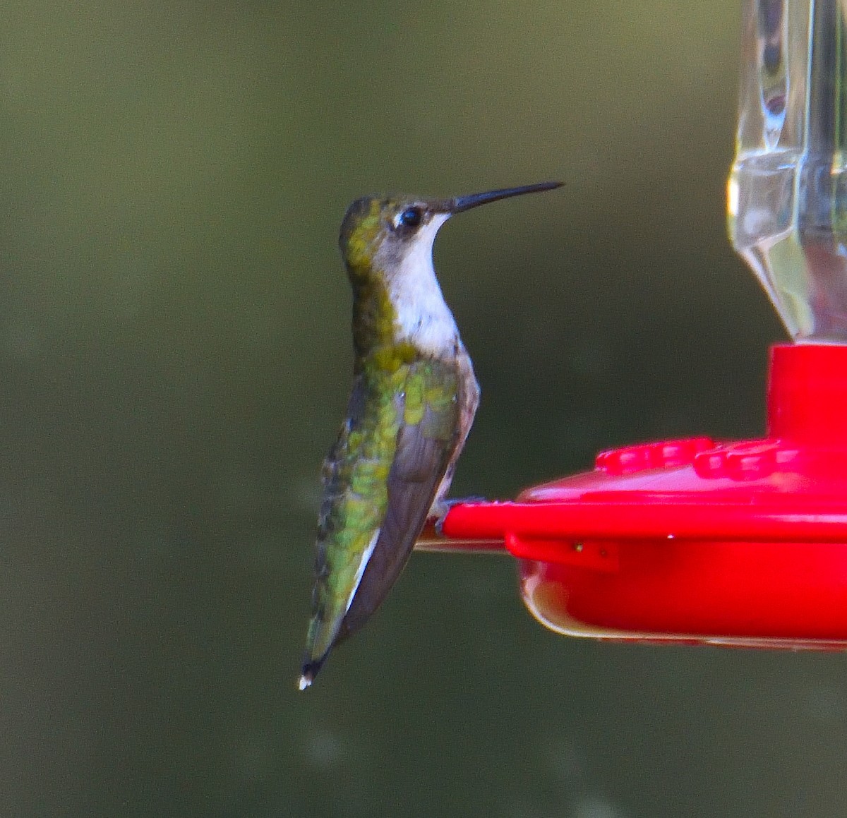 Ruby-throated Hummingbird - ML478110921