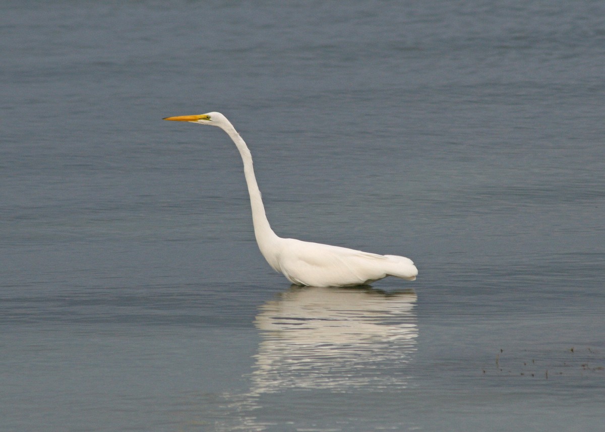 Great Egret - ML478110941