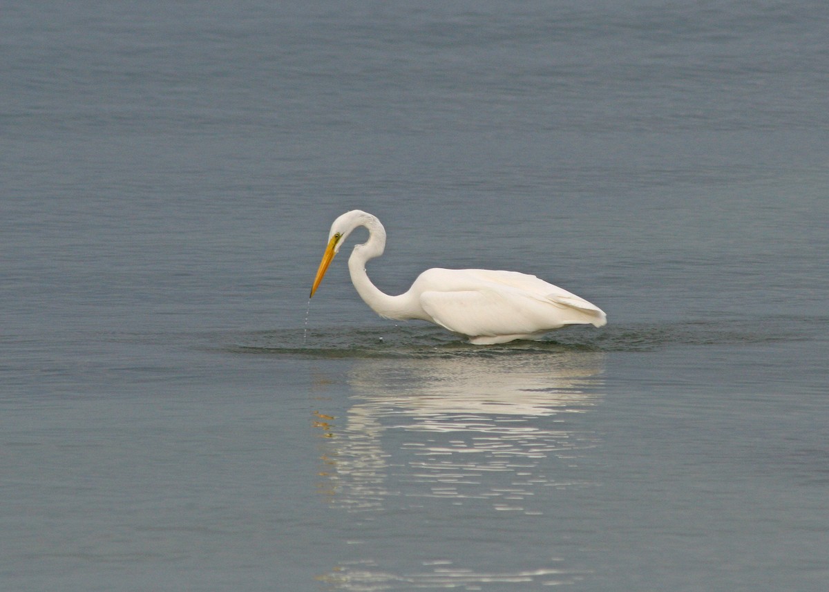 Great Egret - ML478110951