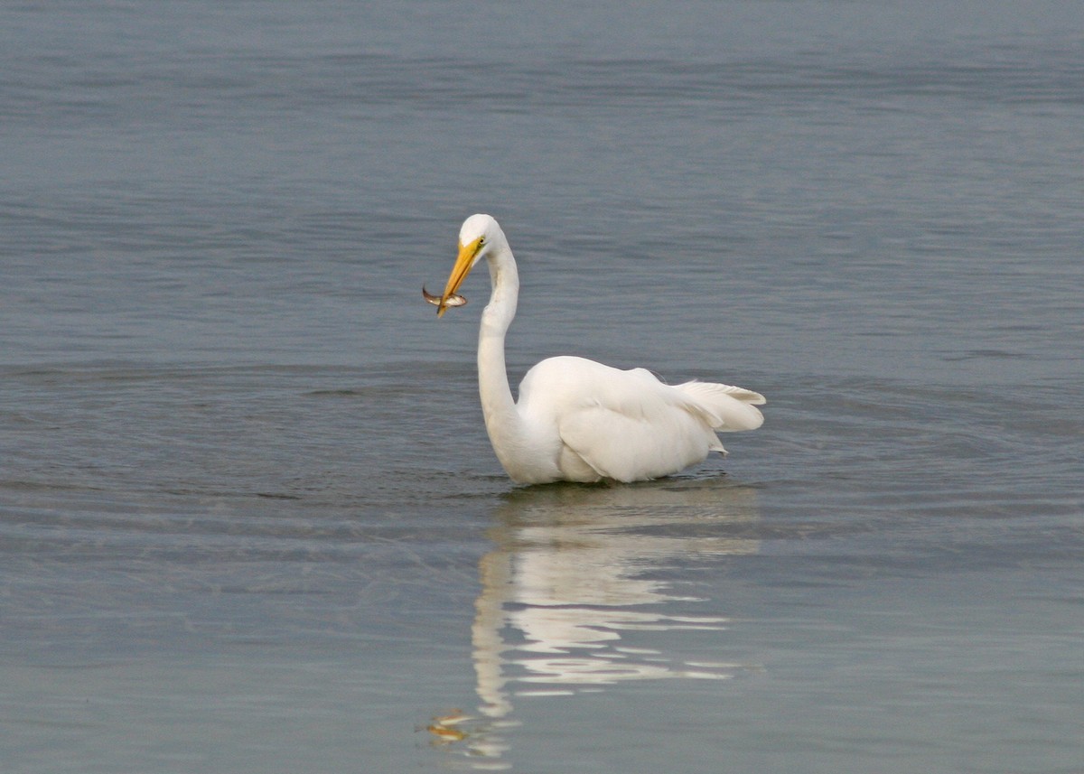 Great Egret - ML478110961