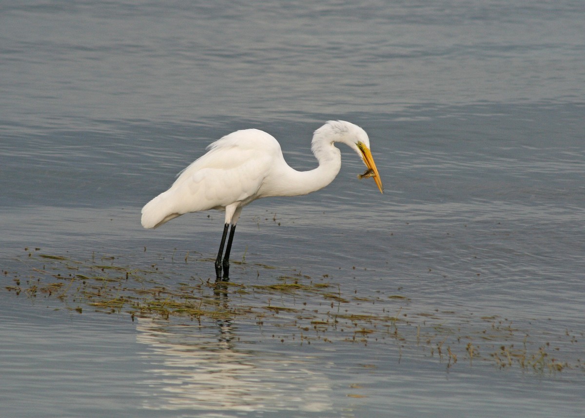 Great Egret - ML478110971