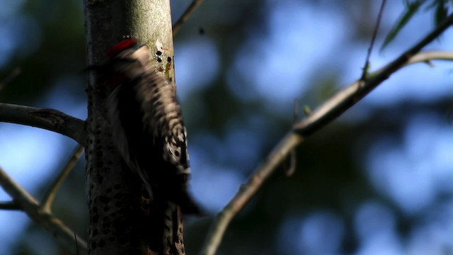 Yellow-bellied Sapsucker - ML478111