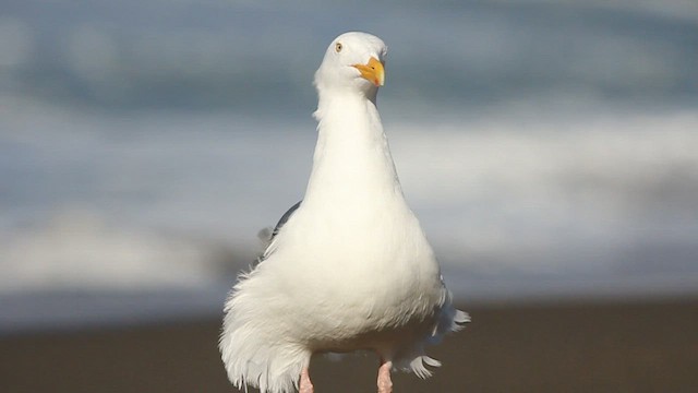 Western Gull - ML478111341