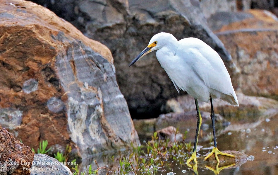 Snowy Egret - ML478111411