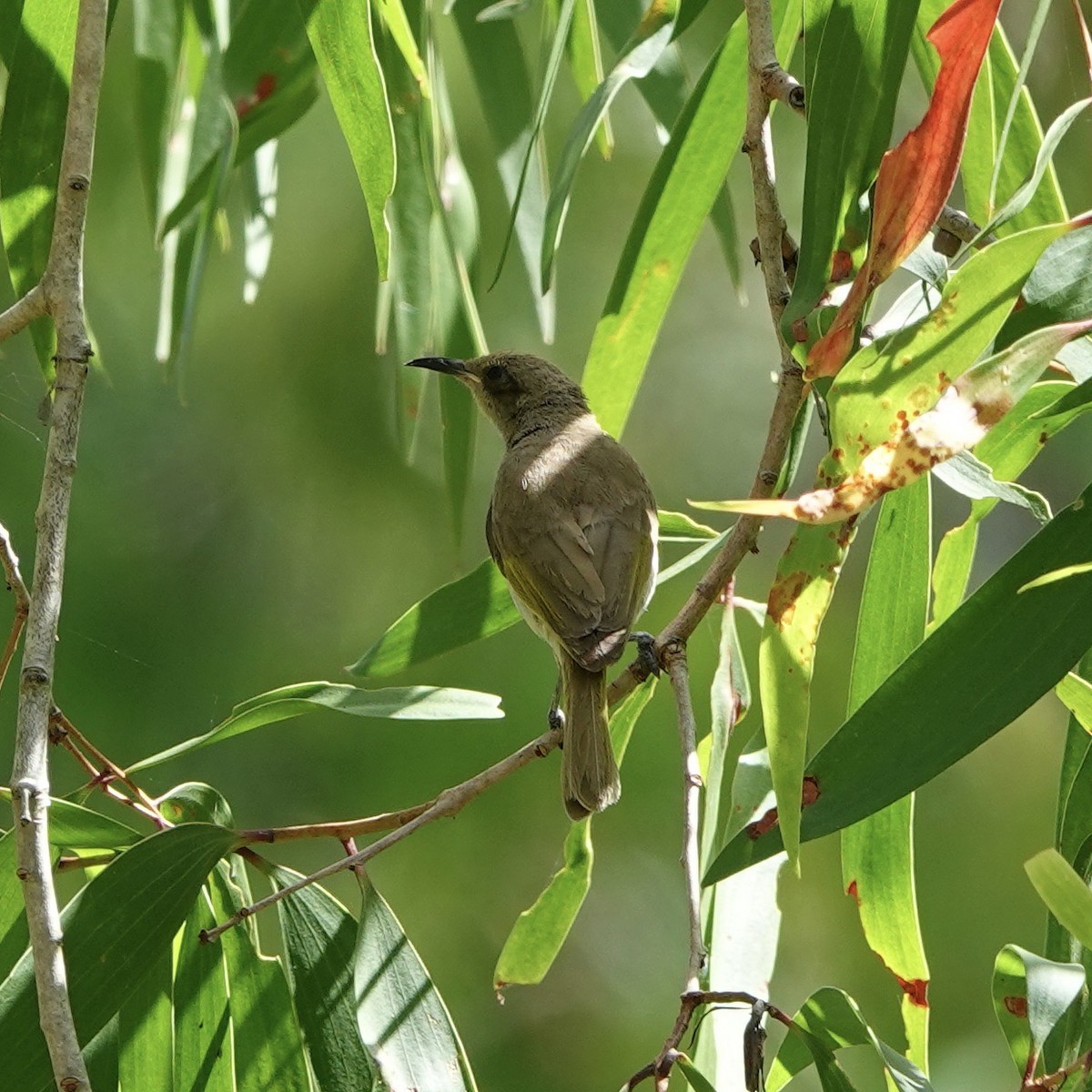 Brown Honeyeater - John Beckworth