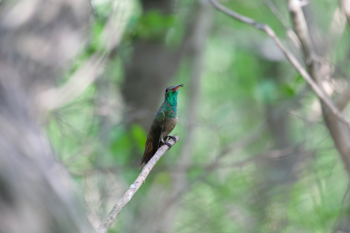 Buff-bellied Hummingbird - ML478112971