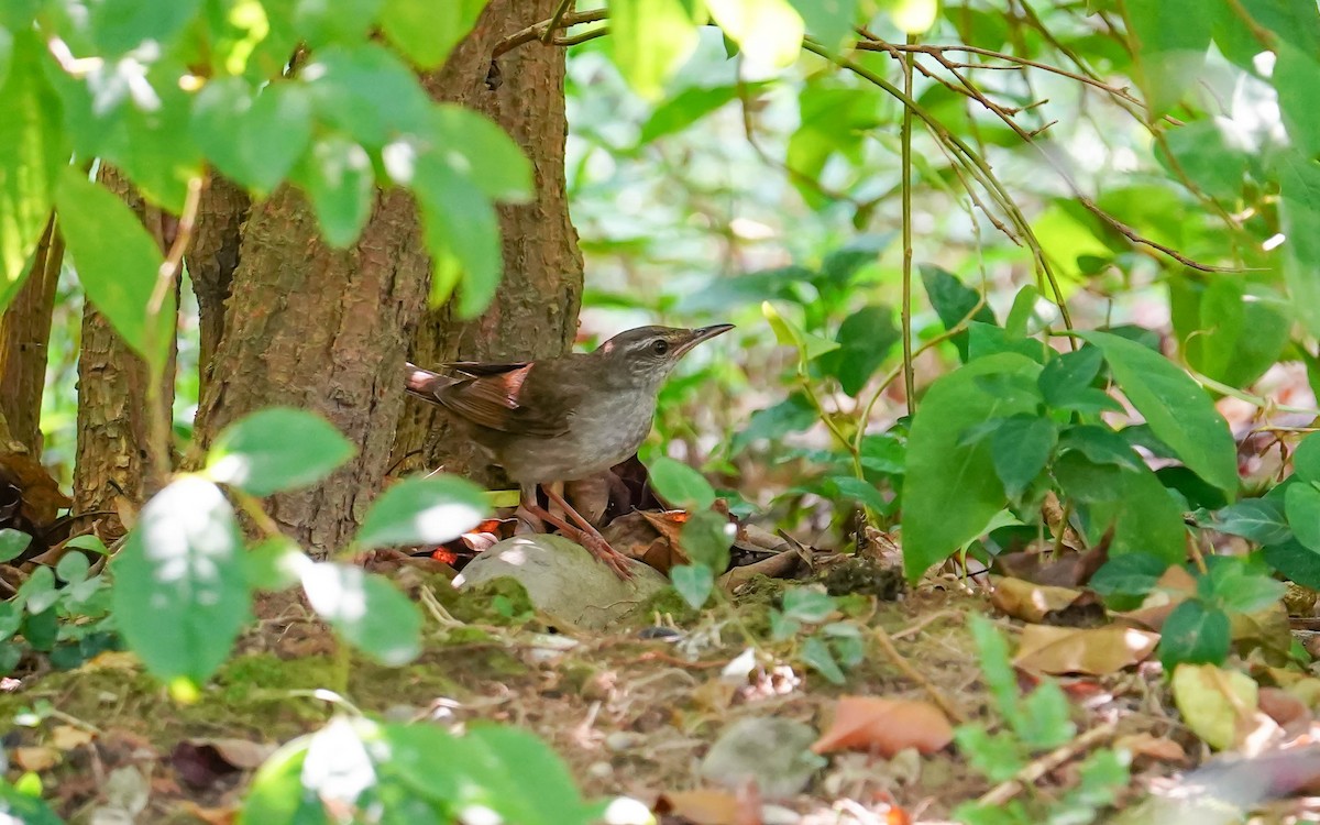 Gray's Grasshopper Warbler - TSUNGCHI CHOU