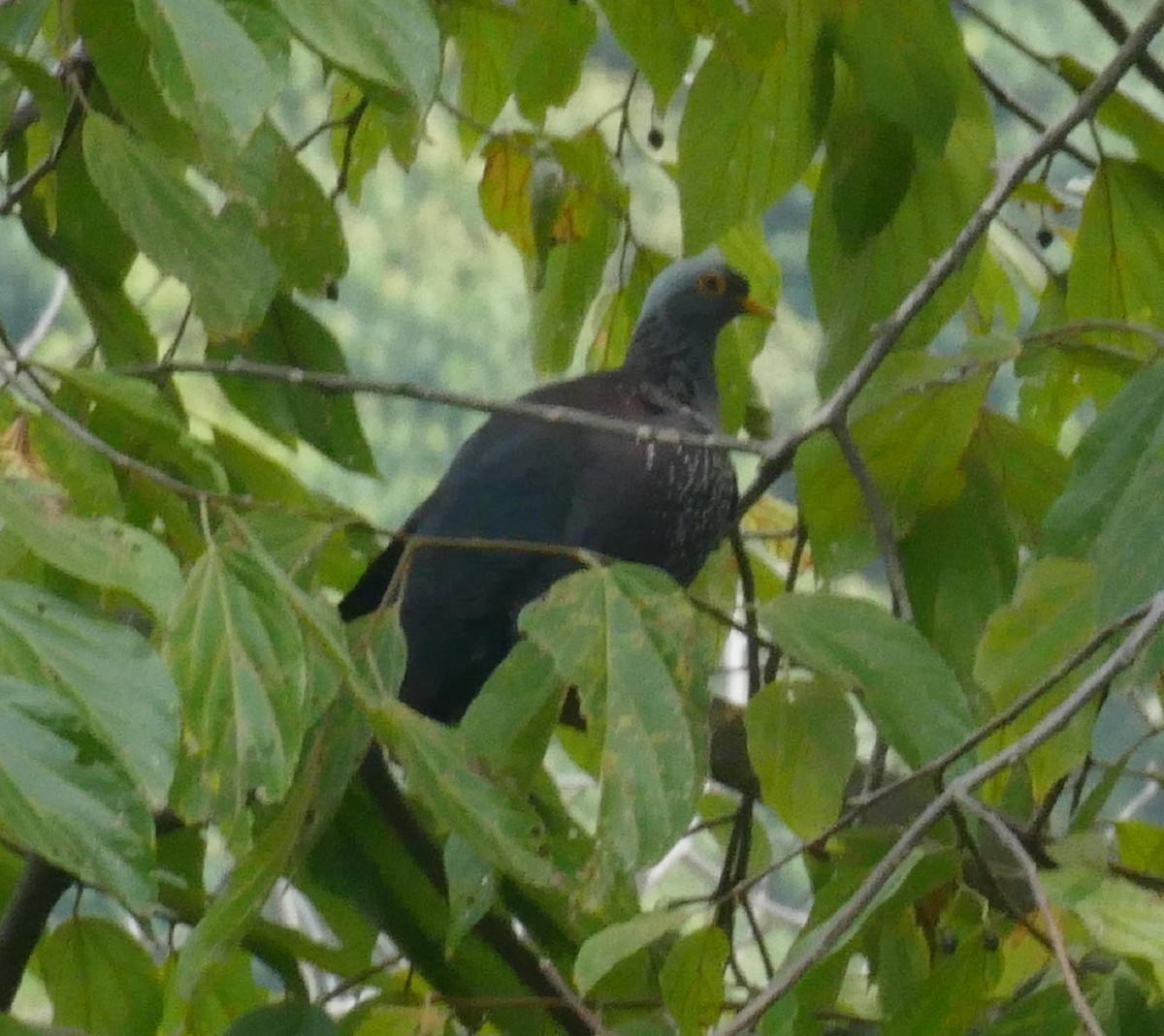 holub olivový - ML478113901