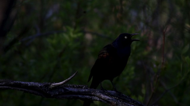 vlhovec lesklý (ssp. versicolor) - ML478114