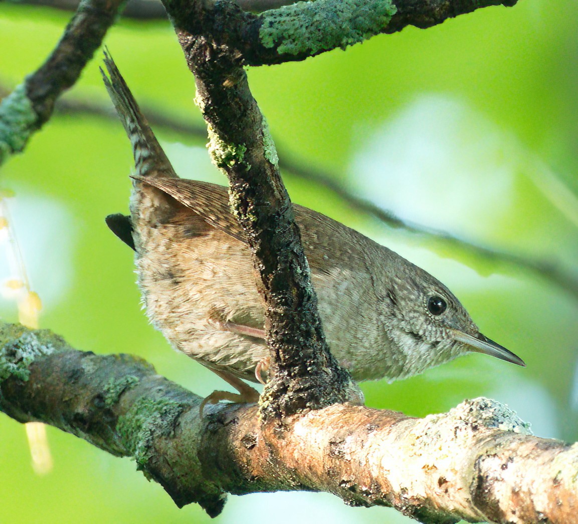 House Wren - ML478114101