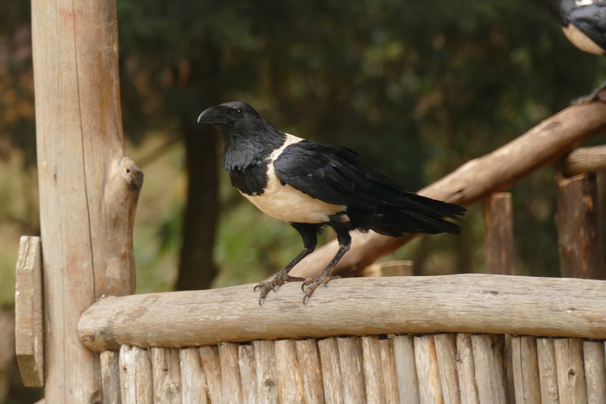 Pied Crow - ML478114311