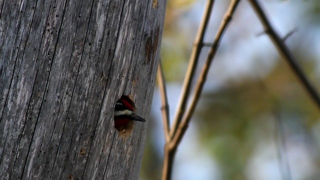 Yellow-bellied Sapsucker - ML478115