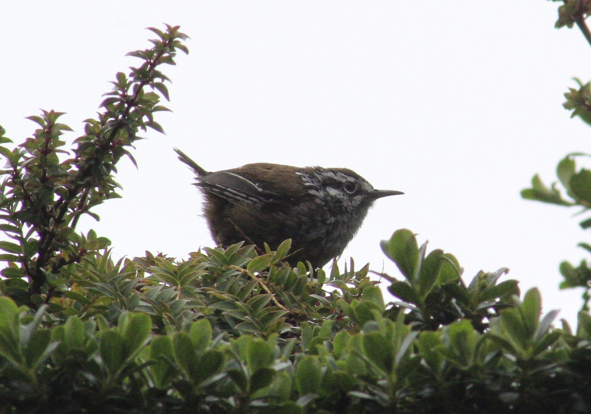 Timberline Wren - Efraín Quiel