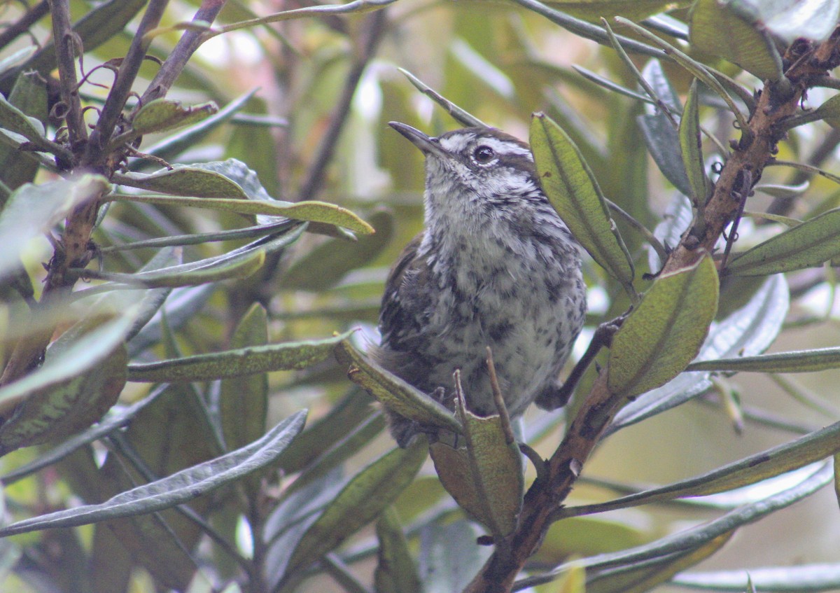 Timberline Wren - Efraín Quiel