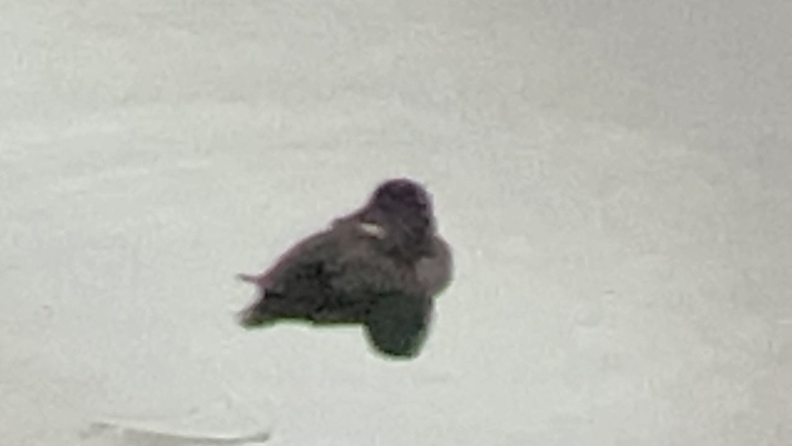 polák proužkozobý - ML478116031