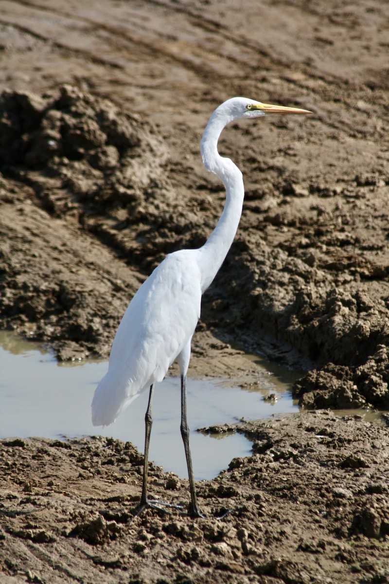 Great Egret - ML478116651