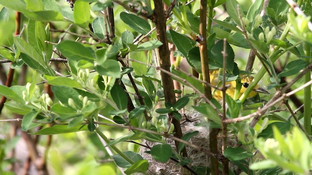 Yellow Warbler (Northern) - ML478117