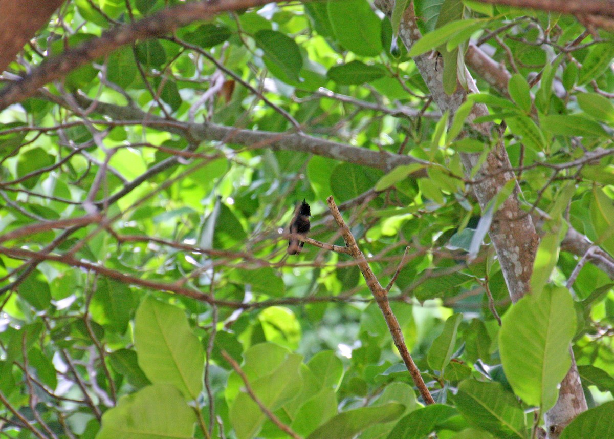 Antillean Crested Hummingbird - ML478117111