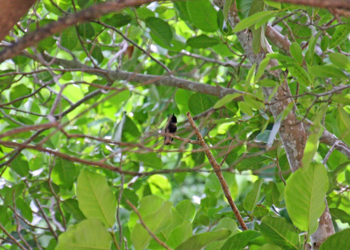 Colibrí Crestado - ML478117111