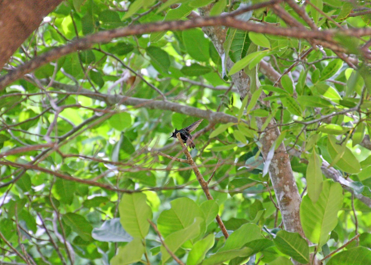 Antillean Crested Hummingbird - ML478117121