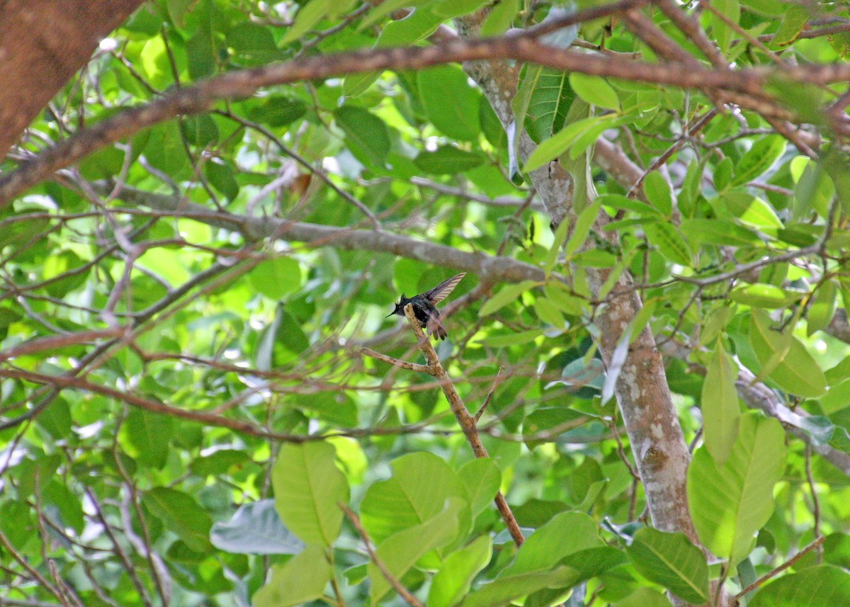 Colibri huppé - ML478117121