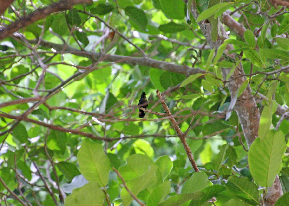 Antillean Crested Hummingbird - ML478117131