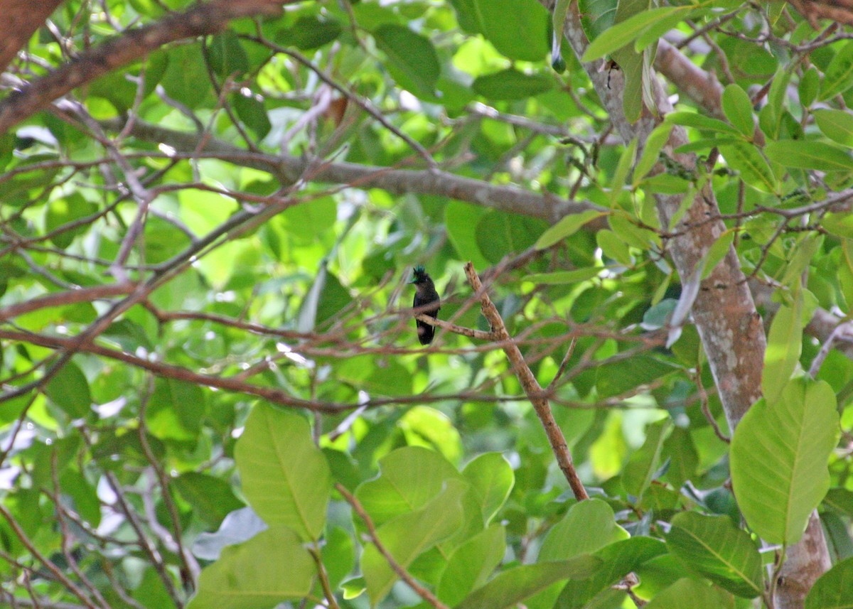 Antillean Crested Hummingbird - ML478117141