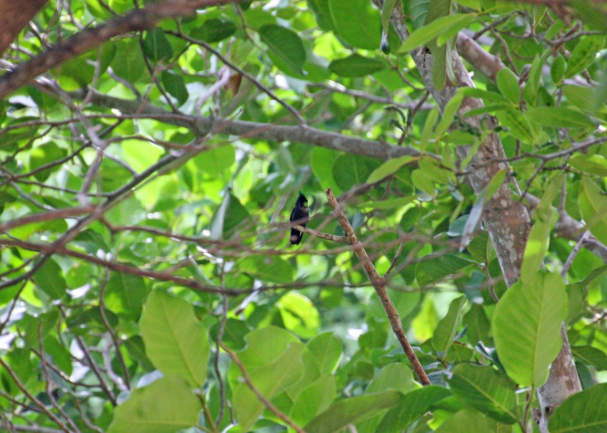 Antillean Crested Hummingbird - Noreen Baker