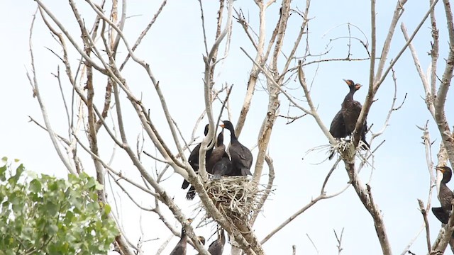 Double-crested Cormorant - ML478117371