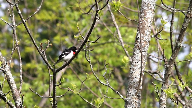 Rose-breasted Grosbeak - ML478118