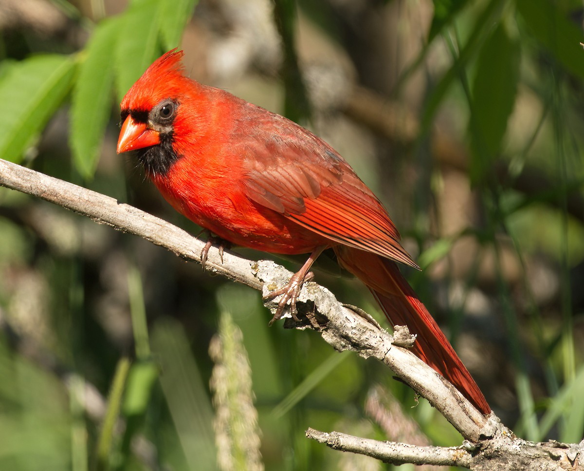 Northern Cardinal - DAB DAB