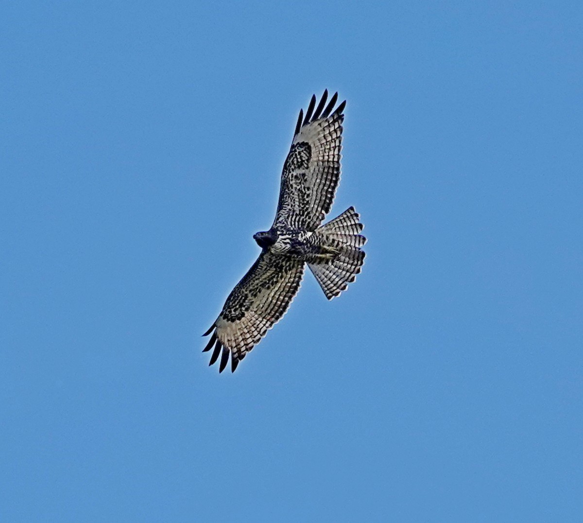 Red-tailed Hawk - Hank Heiberg