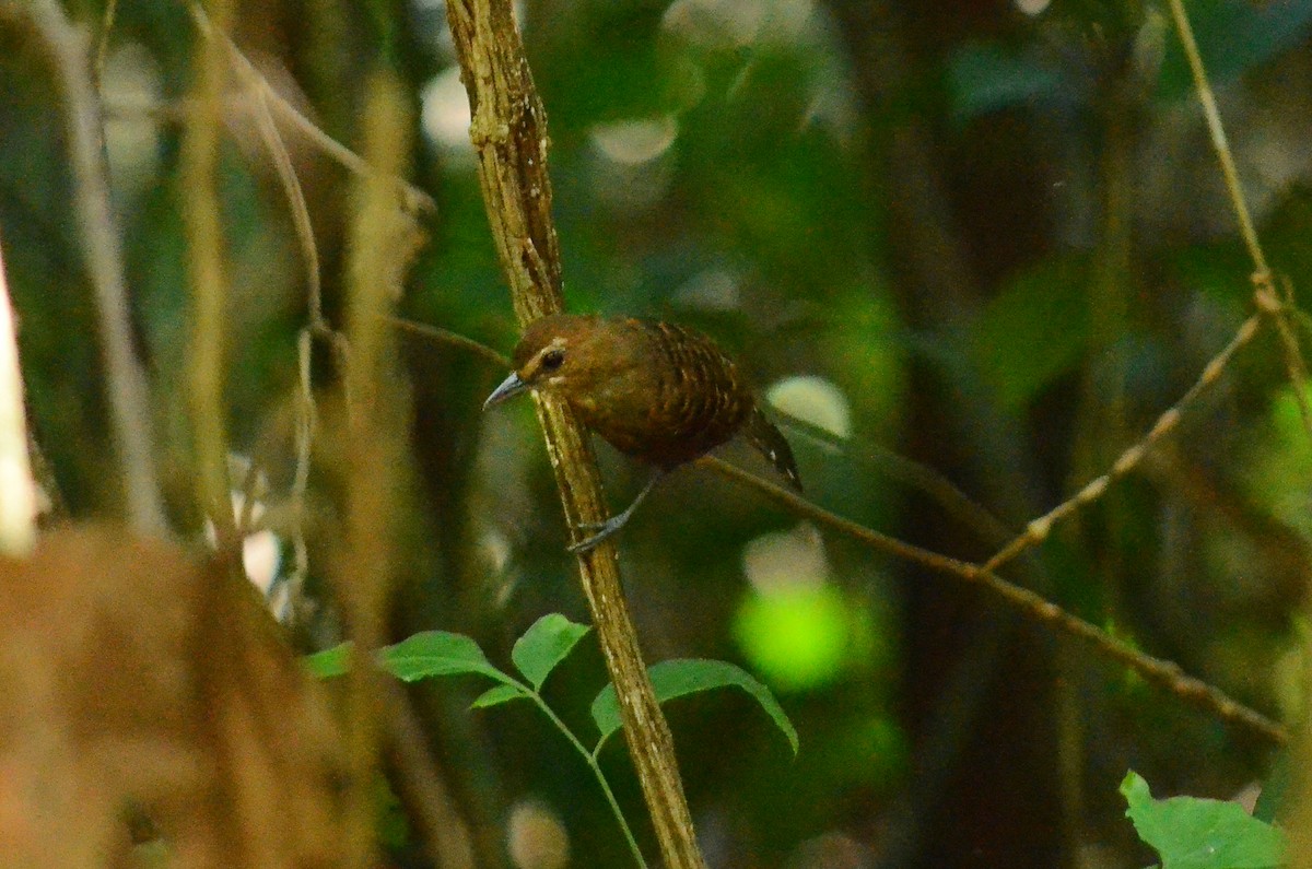 Schwarzschwanz-Ameisenvogel - ML478118971