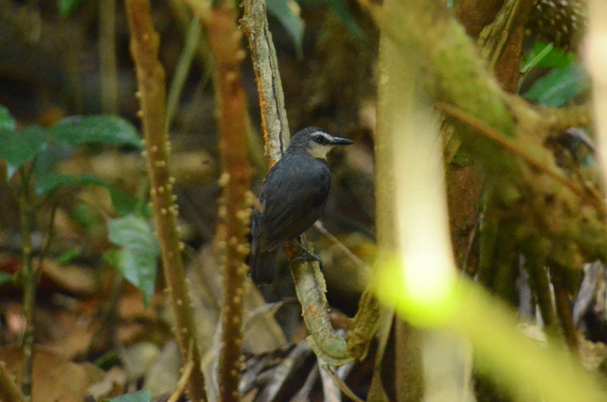 Schwarzschwanz-Ameisenvogel - ML478118981